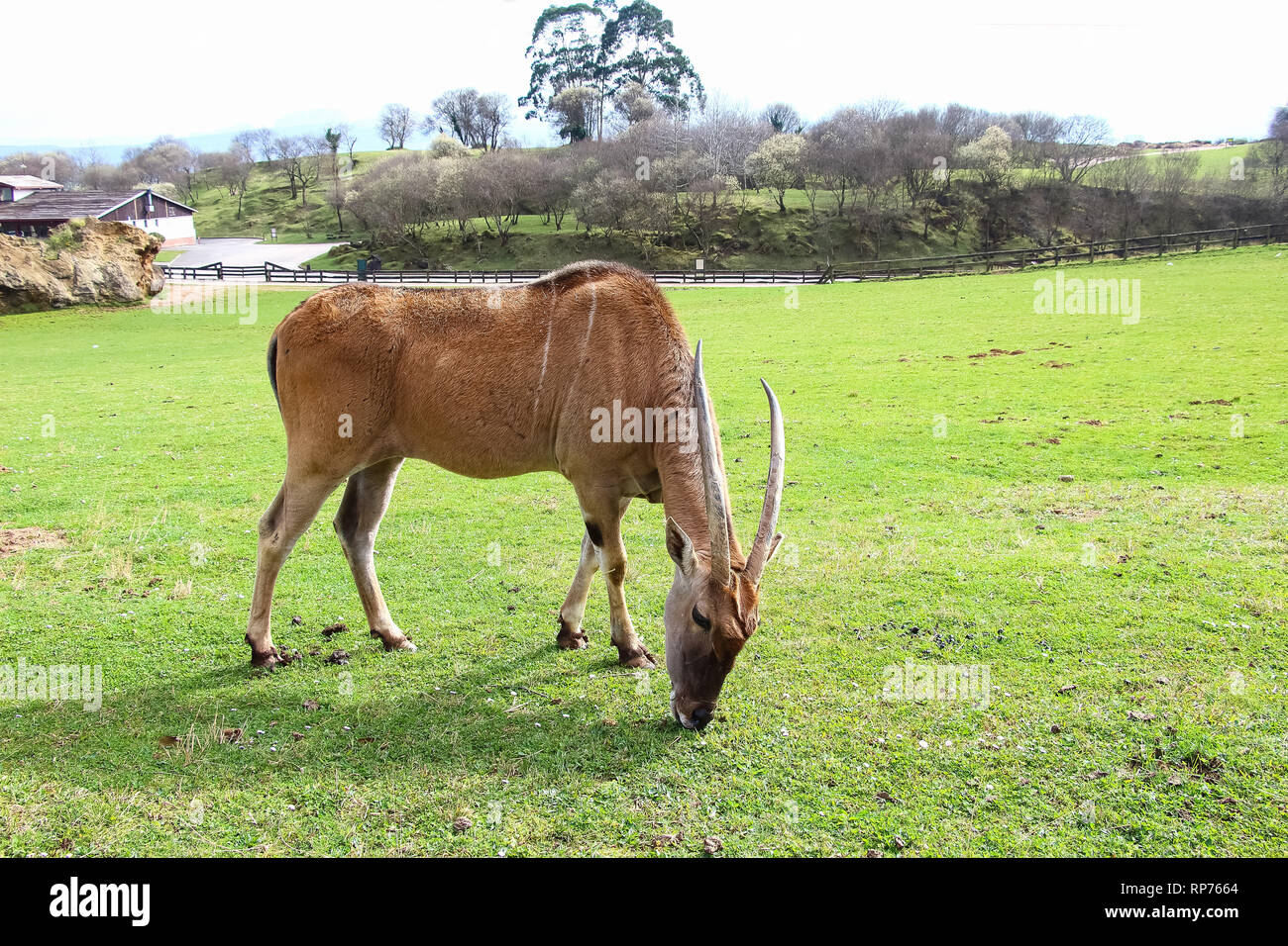 Eland comune (Taurotragus oryx), noto anche come il sud o eland eland antelope Foto Stock