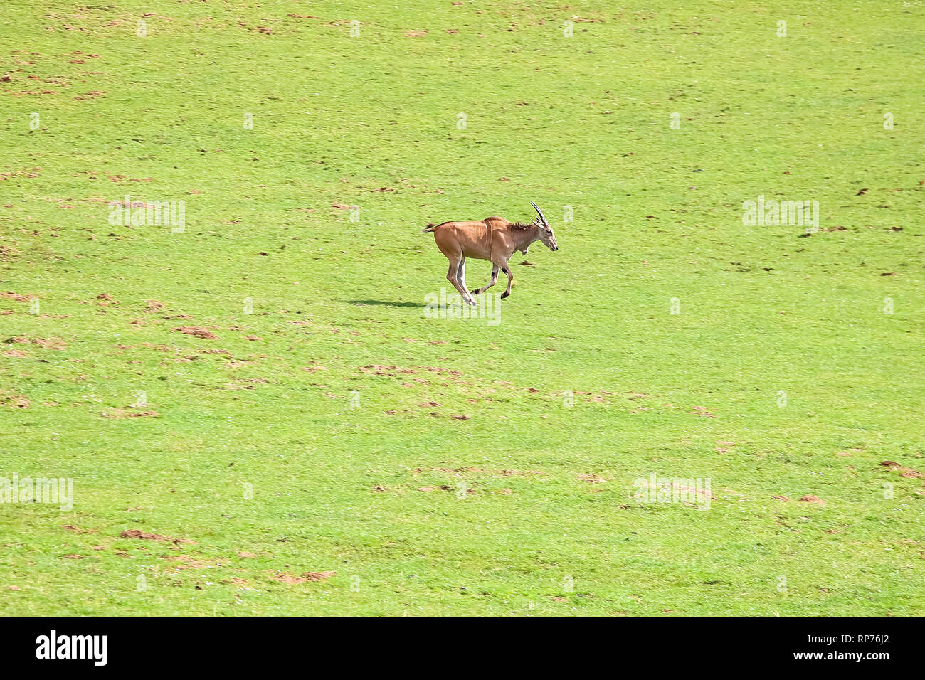 Eland comune (Taurotragus oryx), noto anche come il sud o eland eland antelope Foto Stock