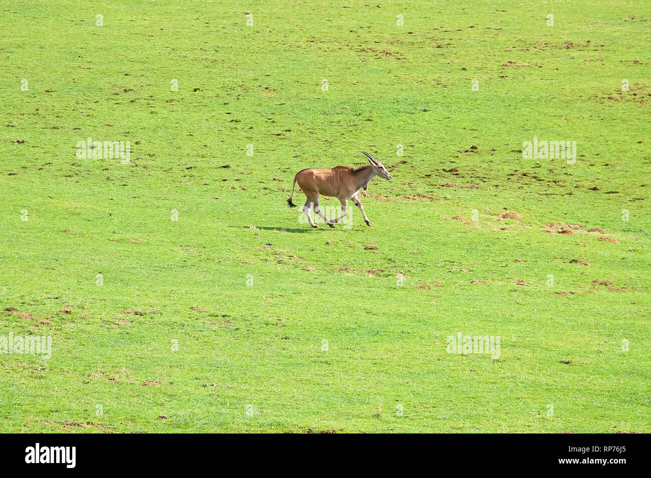 Eland comune (Taurotragus oryx), noto anche come il sud o eland eland antelope Foto Stock