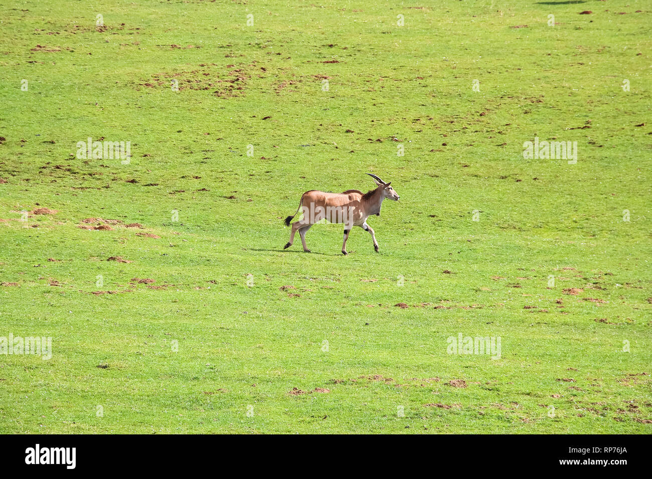 Eland comune (Taurotragus oryx), noto anche come il sud o eland eland antelope Foto Stock