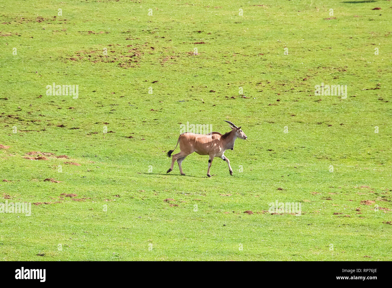 Eland comune (Taurotragus oryx), noto anche come il sud o eland eland antelope Foto Stock