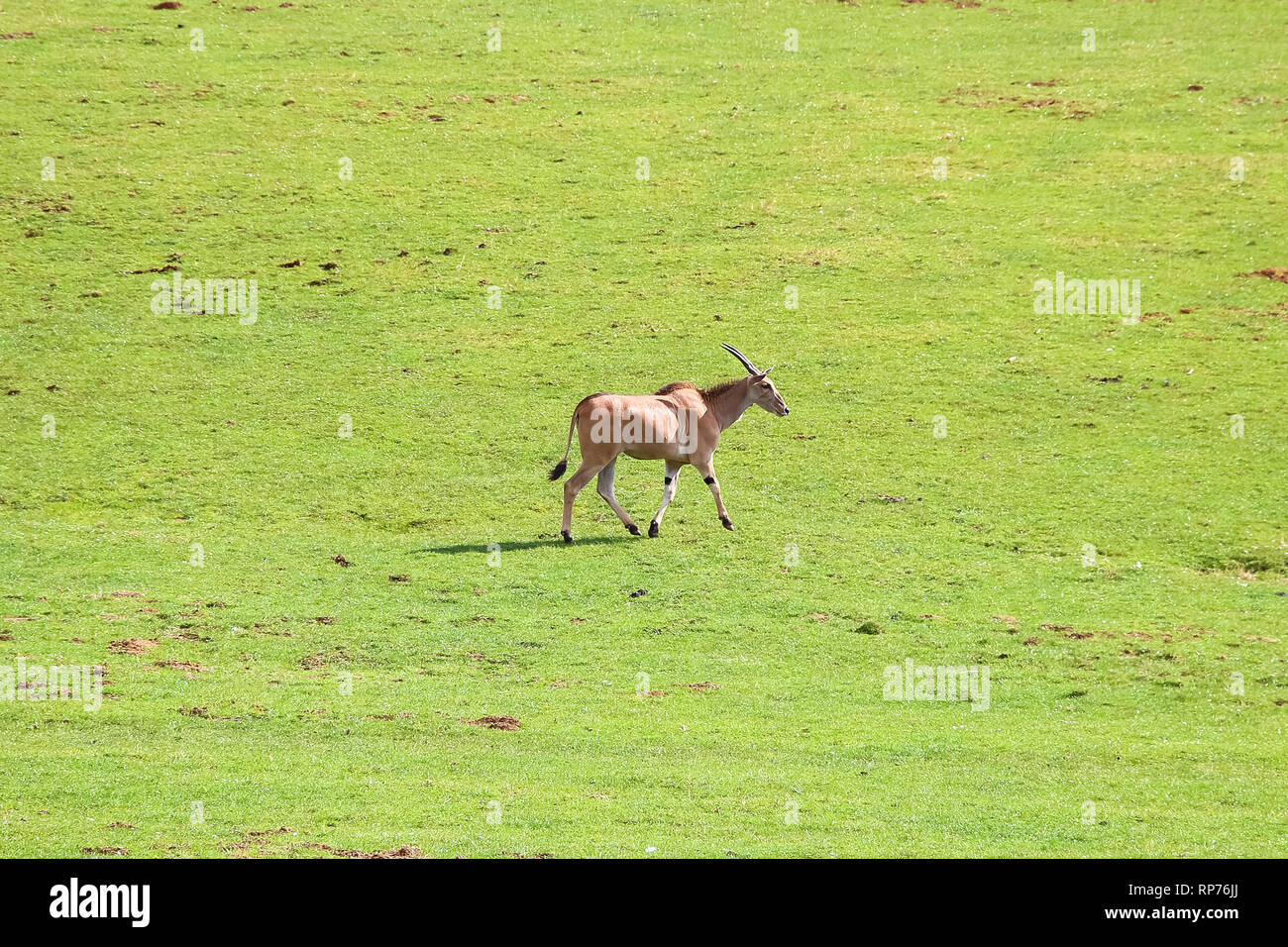 Eland comune (Taurotragus oryx), noto anche come il sud o eland eland antelope Foto Stock