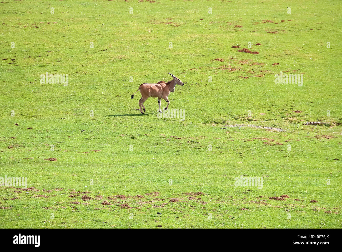 Eland comune (Taurotragus oryx), noto anche come il sud o eland eland antelope Foto Stock