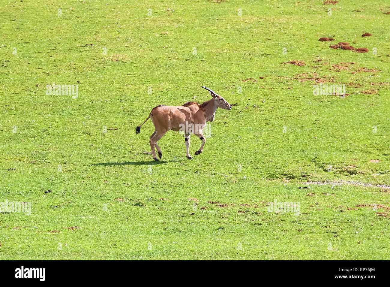 Eland comune (Taurotragus oryx), noto anche come il sud o eland eland antelope Foto Stock