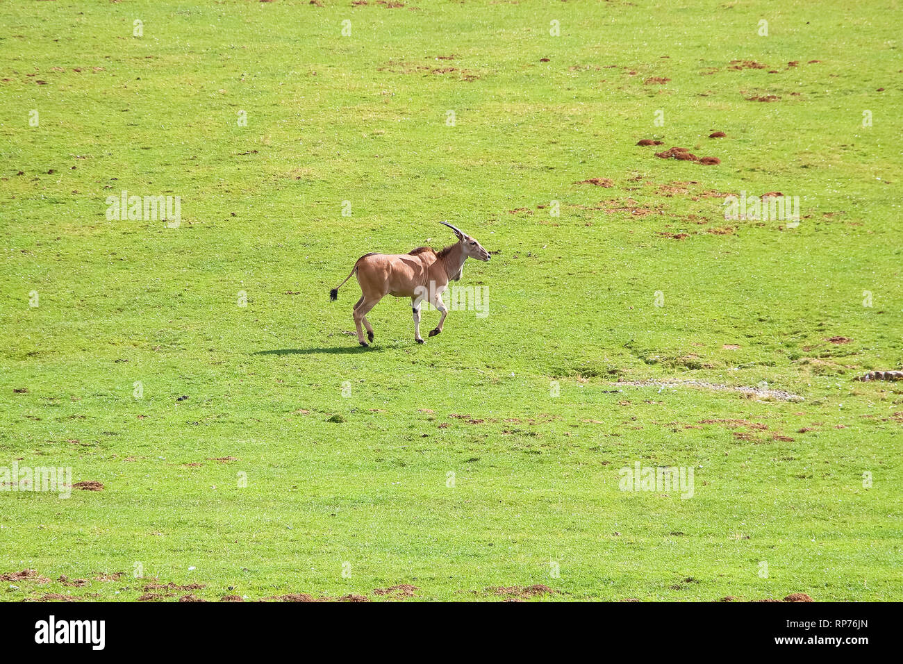 Eland comune (Taurotragus oryx), noto anche come il sud o eland eland antelope Foto Stock