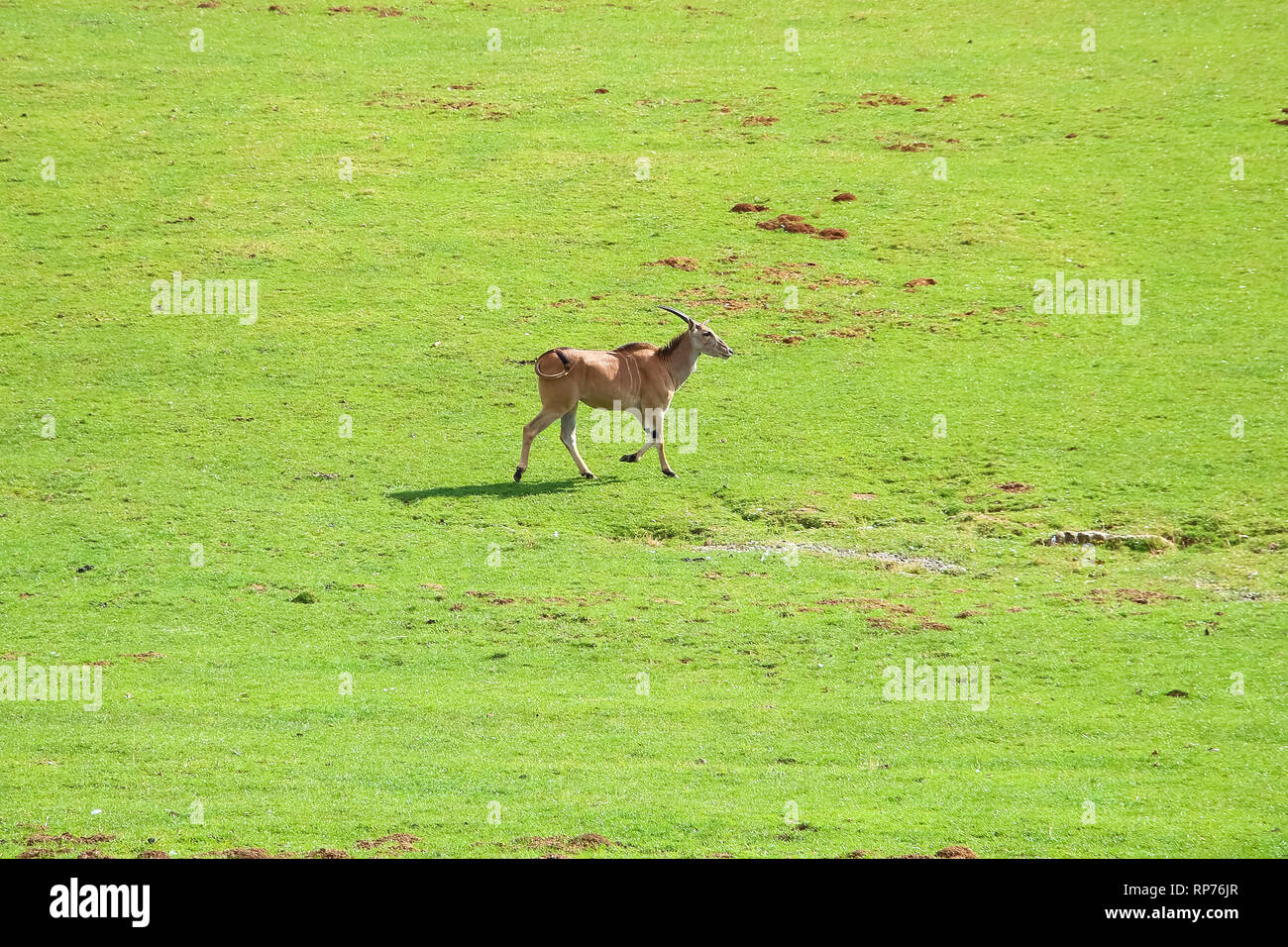 Eland comune (Taurotragus oryx), noto anche come il sud o eland eland antelope Foto Stock