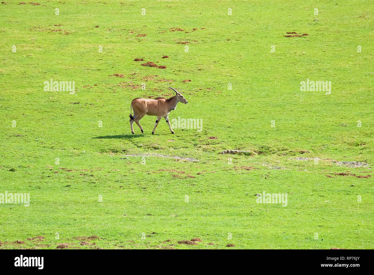 Eland comune (Taurotragus oryx), noto anche come il sud o eland eland antelope Foto Stock