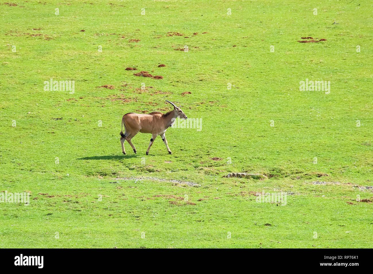 Eland comune (Taurotragus oryx), noto anche come il sud o eland eland antelope Foto Stock