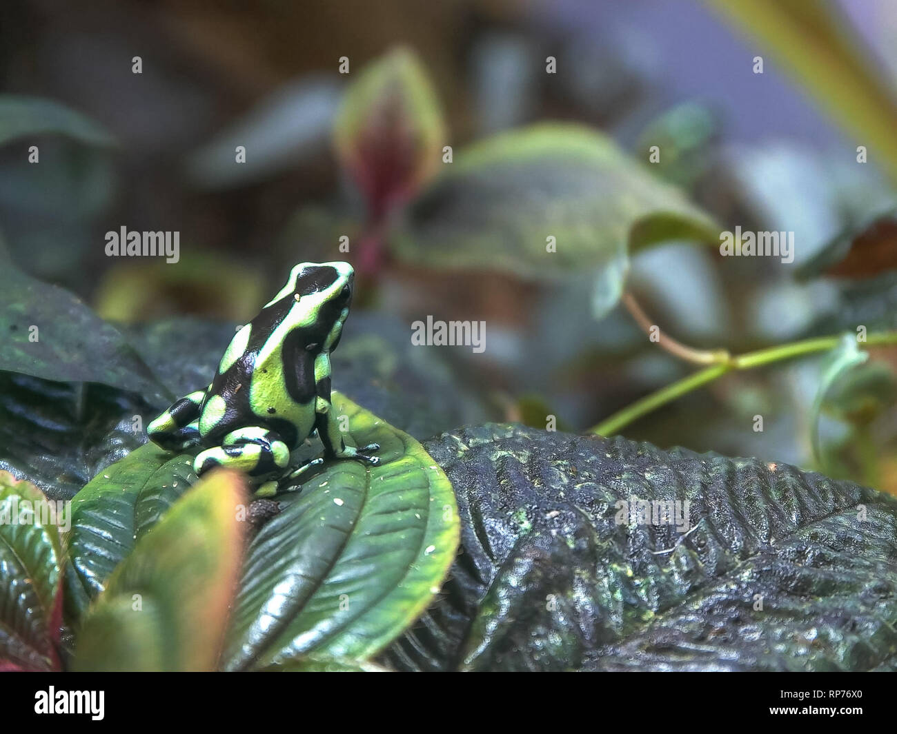 Verde e nero poison dart frog seduto su una foglia Foto Stock