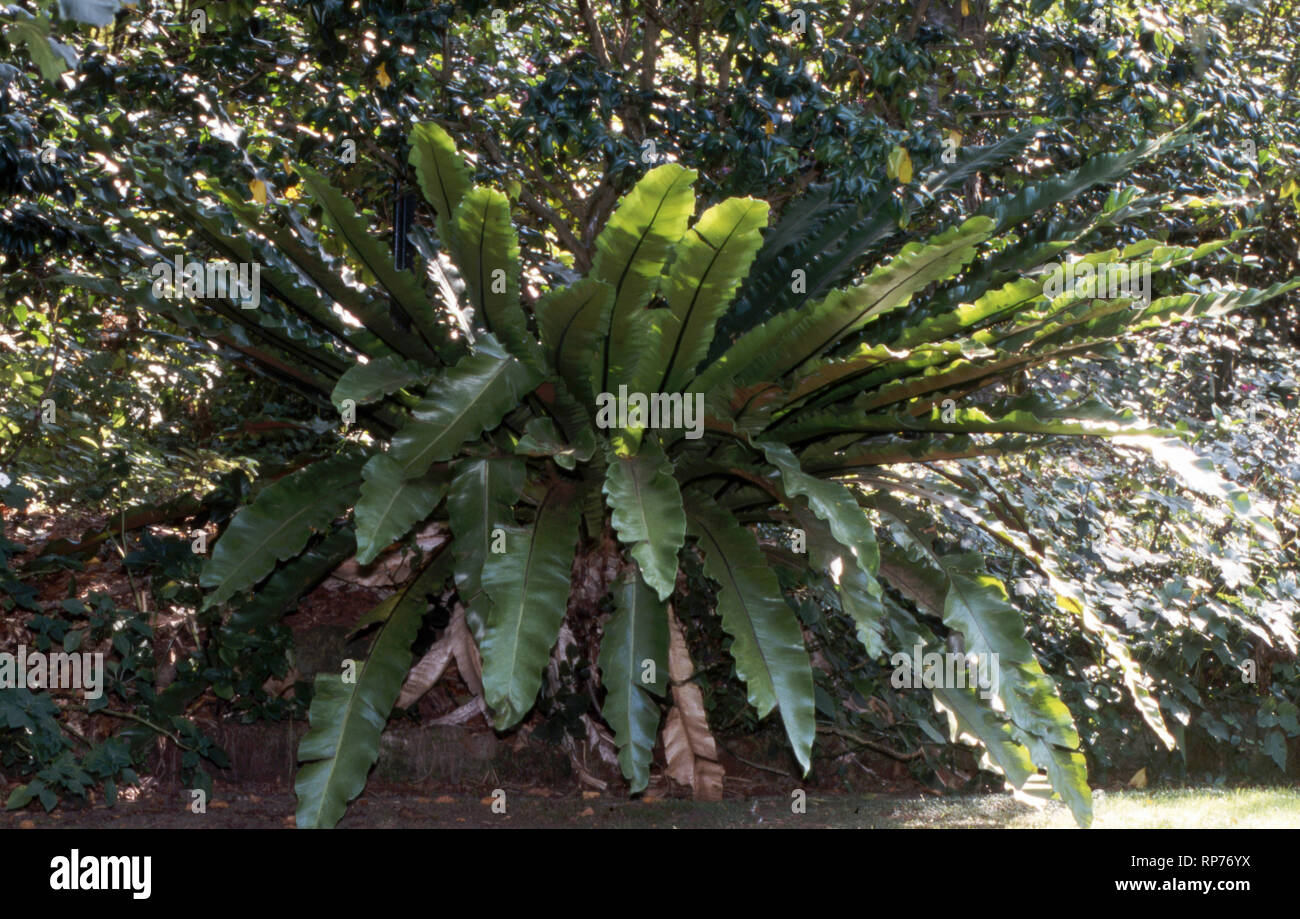 Un sano Bird's-NEST (felci Asplenium nidus) crescente nell'ombra di un giardino suburbano nel Nuovo Galles del Sud, Australia. Foto Stock