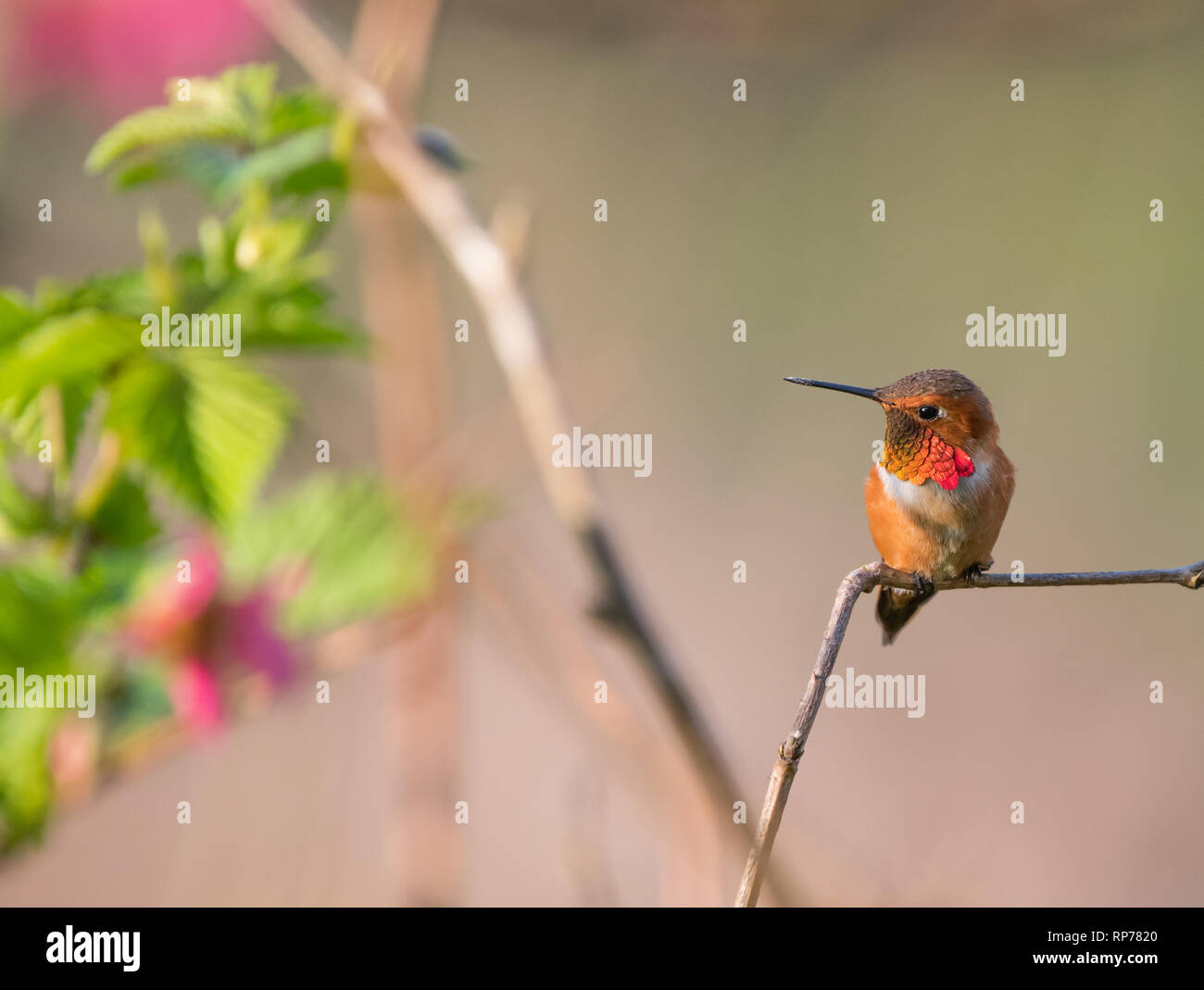 Voce maschile Rufous Hummingbird (Selasphorus rufus) appollaiato su un ramo con un fiore Salmonberry (Rubus spectabilis) in background Foto Stock