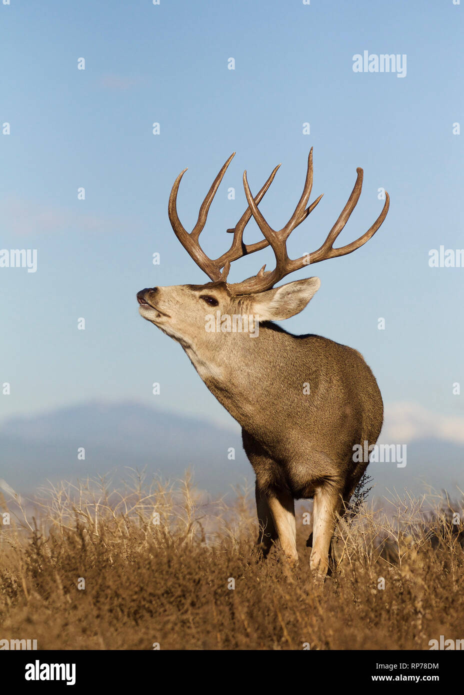 Trofeo-class Mule Deer buck labbro "curling" con un cielo azzurro e le Montagne Rocciose a distanza Foto Stock