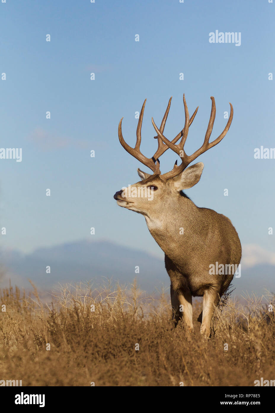Trofeo-class Mule Deer buck in prairie paesaggio con un cielo azzurro e le Montagne Rocciose a distanza Foto Stock