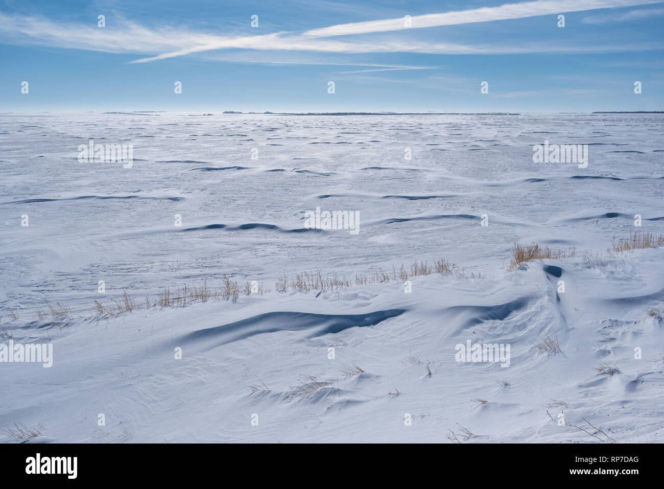 Vasta coperta di neve campo in Saskatchewan con erba inserimenti fuori del cumulo di neve Foto Stock