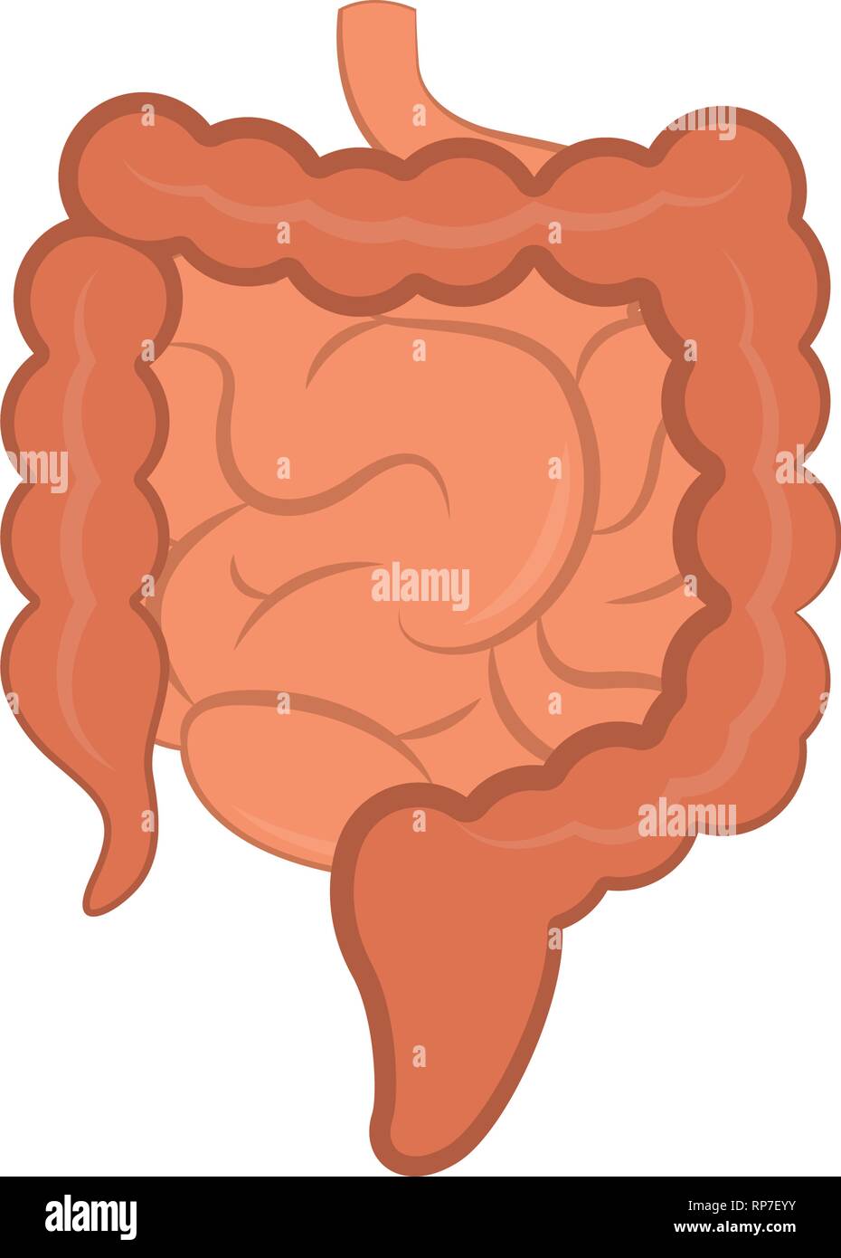 Isolato di piccole e grandi intestini Illustrazione Vettoriale