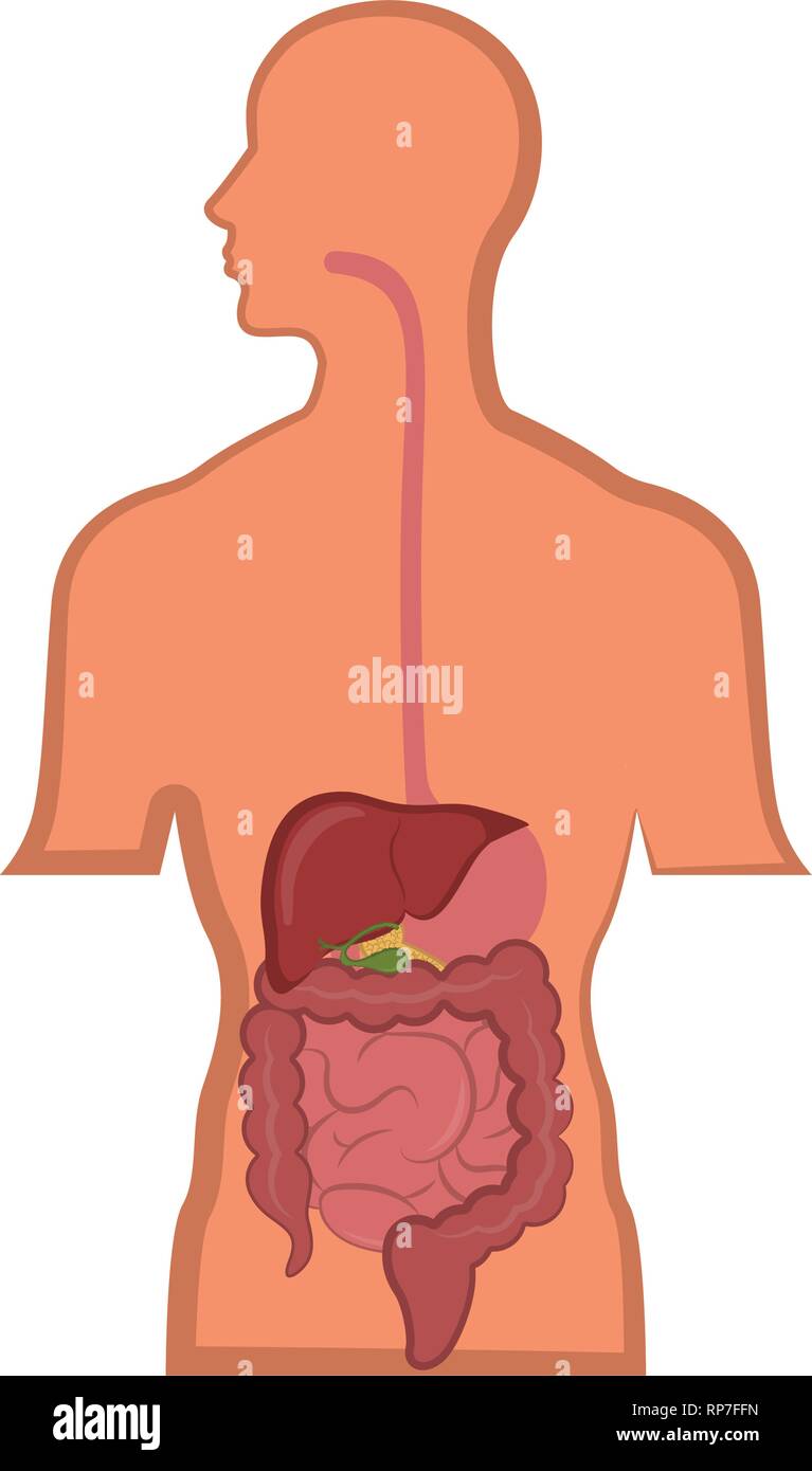 Apparato digestivo umano in un corpo di uomo Illustrazione Vettoriale