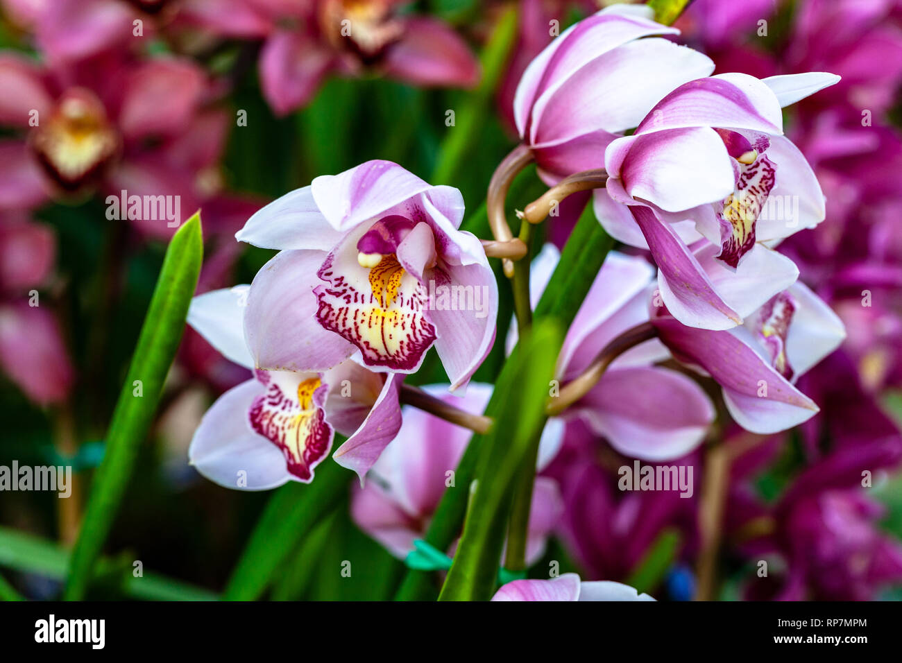 Le orchidee di molti colori fiori Foto Stock