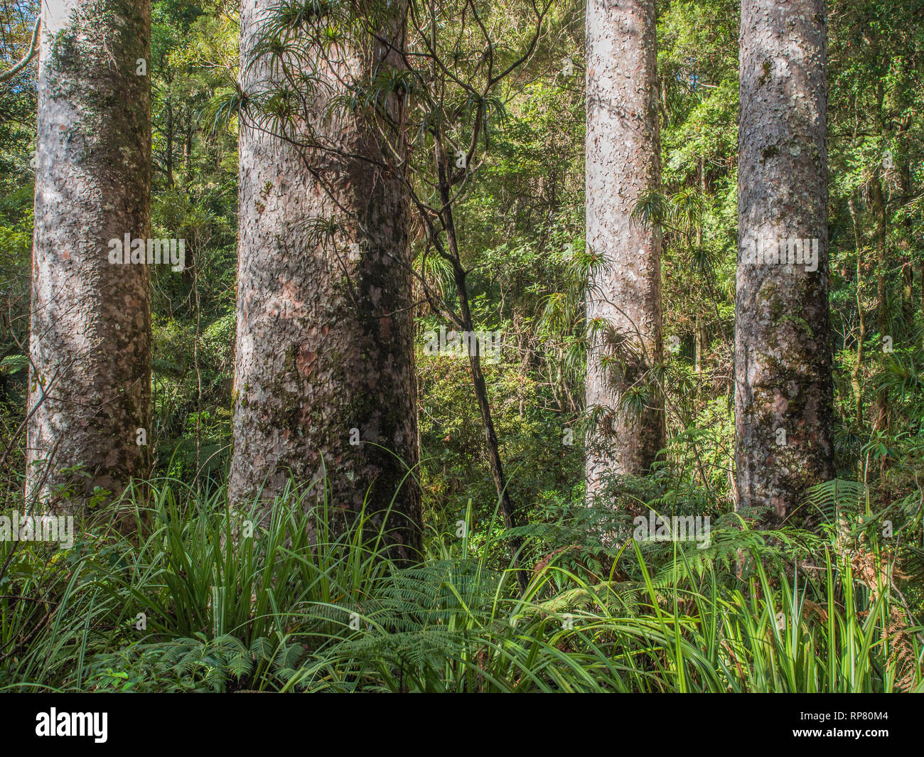 Kauri, tronchi di alberi torreggianti oltre il sottobosco, nella Foresta Puketi, Northland e Nuova Zelanda Foto Stock