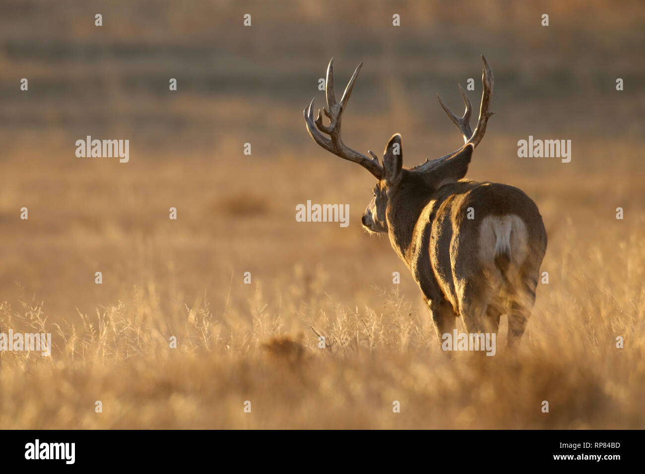 Mule Deer buck lato illuminato in pascoli paesaggio della prateria Foto Stock