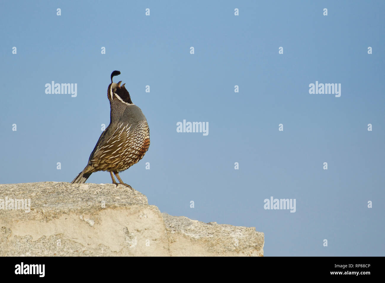 California quaglia, con il suo caratteristico pennacchio di testa, chiamando da in cima ad uno sperone di roccia Foto Stock