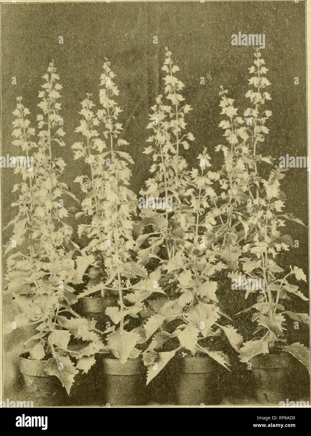 . Il fiorista americana : un giornale settimanale per il commercio. Floricoltura; fioristi. ASTER L/EVIQATUS come una pentola impianto. OOLEUS THYRSOIDEUS IN 4 pollici pentole. Un vecchio tema e un nuovo attore per favore popolare. Coleus Thyrsoideus. Disegni illustrazione è tratta da una fotografia di un gruppo di 4 pollice per le piante in vaso del nuovo Coleus thyrsoideus.   Esso servirà a dimostrare cosa si può fare con questa pianta in un breve periodo di tempo. Le piante fotografati sono state propagate inizio in ottobre e sono state fatte crescere ad un unico stelo. Se queste sono state incapsulate fino a tre, iout o cinque a una pentola che essi dovrebbero avere fatto bello spe Foto Stock