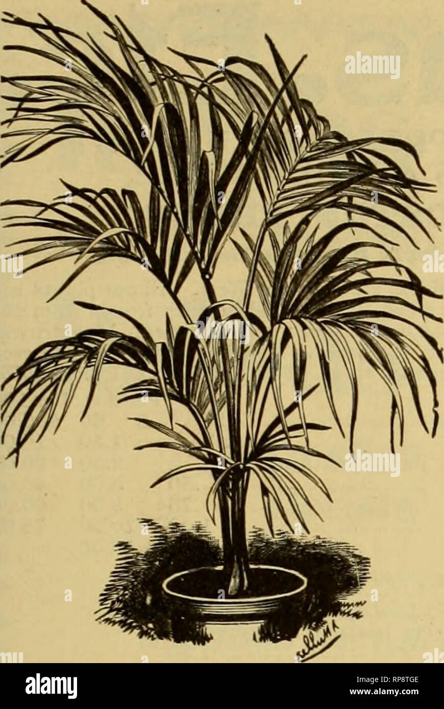 . Il fiorista americana : un giornale settimanale per il commercio. Floricoltura; fioristi. igo. Il fiorista americano. 169. DREER'S PALMS perché non stabilire nella vostra offerta di palme per autunno e inverno mestieri ora, mentre le spedizioni possono essere effettuate con la ragione- in grado di sicurezza da merci e allo stesso tempo ottenere il beneficio dell'estate la crescita nelle proprie case. ARECA LUTESCENS Xn. pentole, 1 pianta in vaso 6 . alta Per doz. $ 0,75 per 100 $ 6.(0 10.00 8".O0 40 00 Per 1000 12 a 15... 1,25 75 00 15 a 18... 3.00 troppo 00 J8 a 24 .. 5 00 350 00 28 30... 30 a 32... 36... 48 a 54... ...Sl.OOeauh. ... 150 &qu Foto Stock