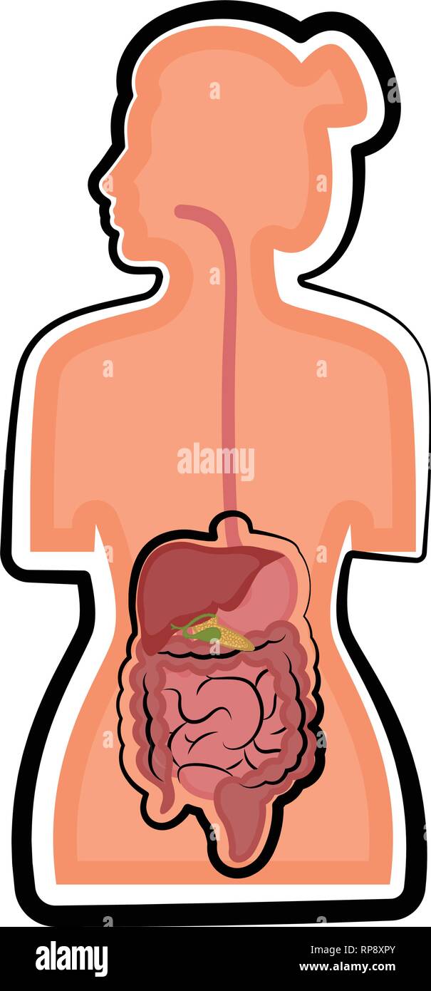 Apparato digestivo umano in un corpo di donna Illustrazione Vettoriale