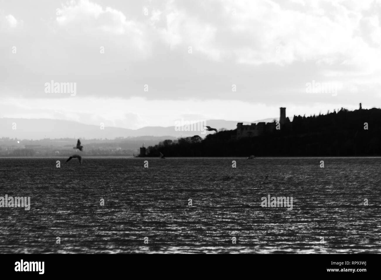Uccelli in volo sul lago Trasimeno Foto Stock