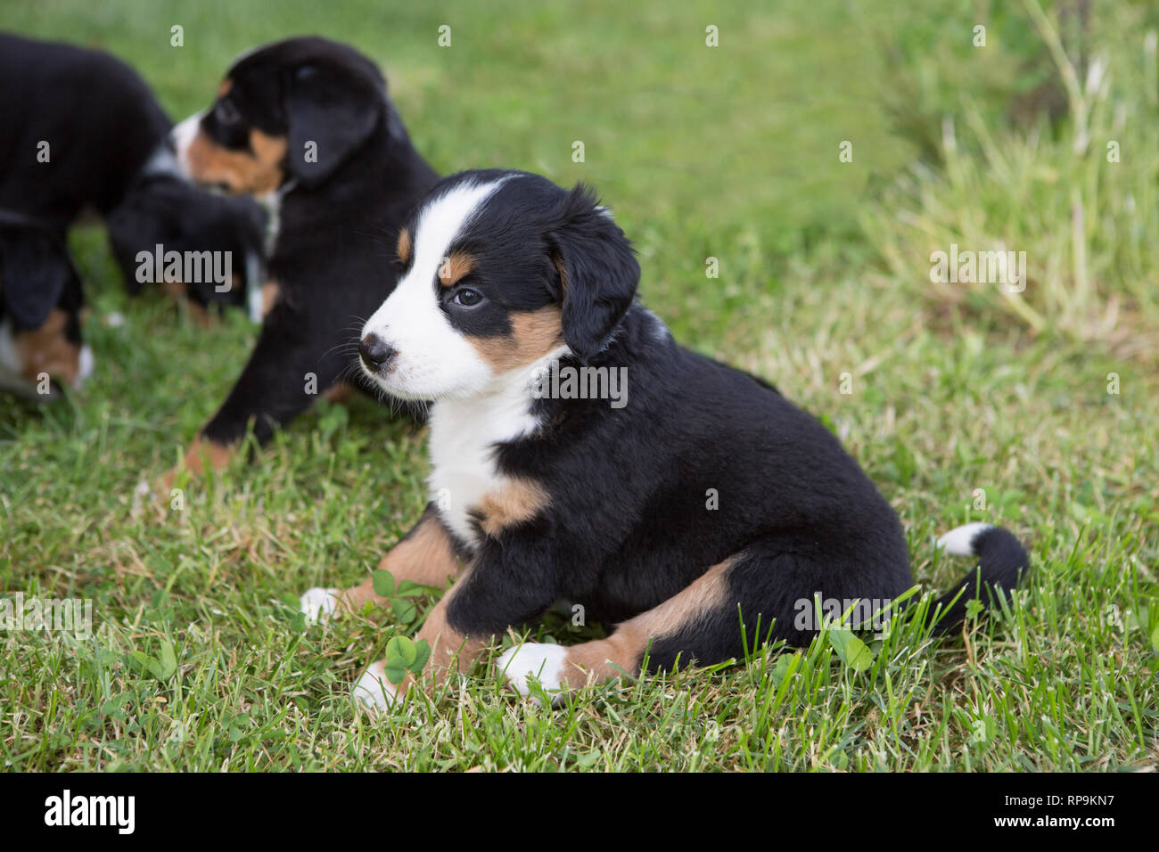 Swiss Appenzeller cuccioli di cane seduti in giardino, estate Foto Stock