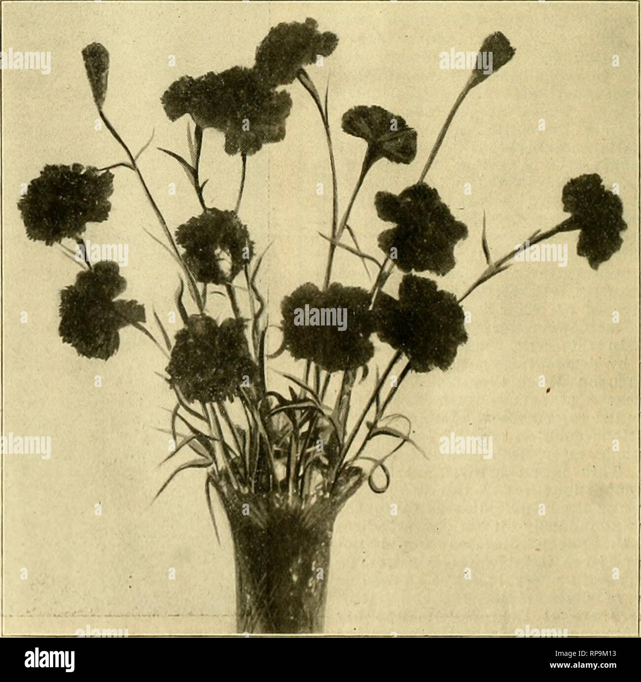 . Il fiorista americana : un giornale settimanale per il commercio. Floricoltura; fioristi. Fiore di garofano Robert Craig. (Full Size, quattro pollici ui diametro.) Il calice lobi su steli dei fiori di solito diventano gialle in corrispondenza delle punte prima le foglie superiori cominciano a morire. I sistemi di radice di queste piante appaiono esternamente sani con l'eccezione di uno o due radici. Questi sono completamente decaduto in modo che solo un residuo di loro è a sinistra. Ma se le piante malate sono attentamente esame- ined dopo le radici sono state lavate queste radici decaduto può essere sempre trovata. Qui è la prova che il divertimento- gus ha inserito la p Foto Stock