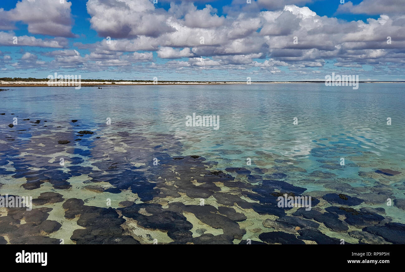 Stromatolites a Hamelin Pool, Australia occidentale Foto Stock