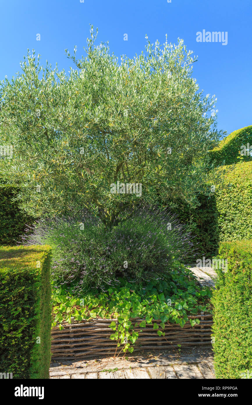 Orsan priory giardino, francia : giardino recintato con albero di olivo, lavanders, ivy circondato da rami di legno bordure (menzione obbligatoria di La garde Foto Stock