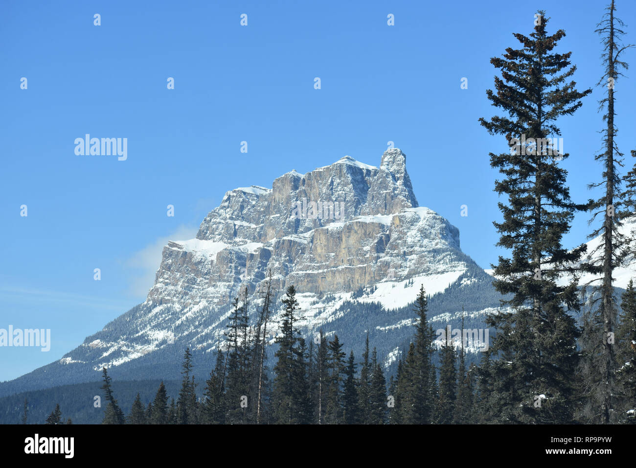 Rocky Mountain sullo sfondo con due alti alberi di conifere in primo piano a destra Foto Stock