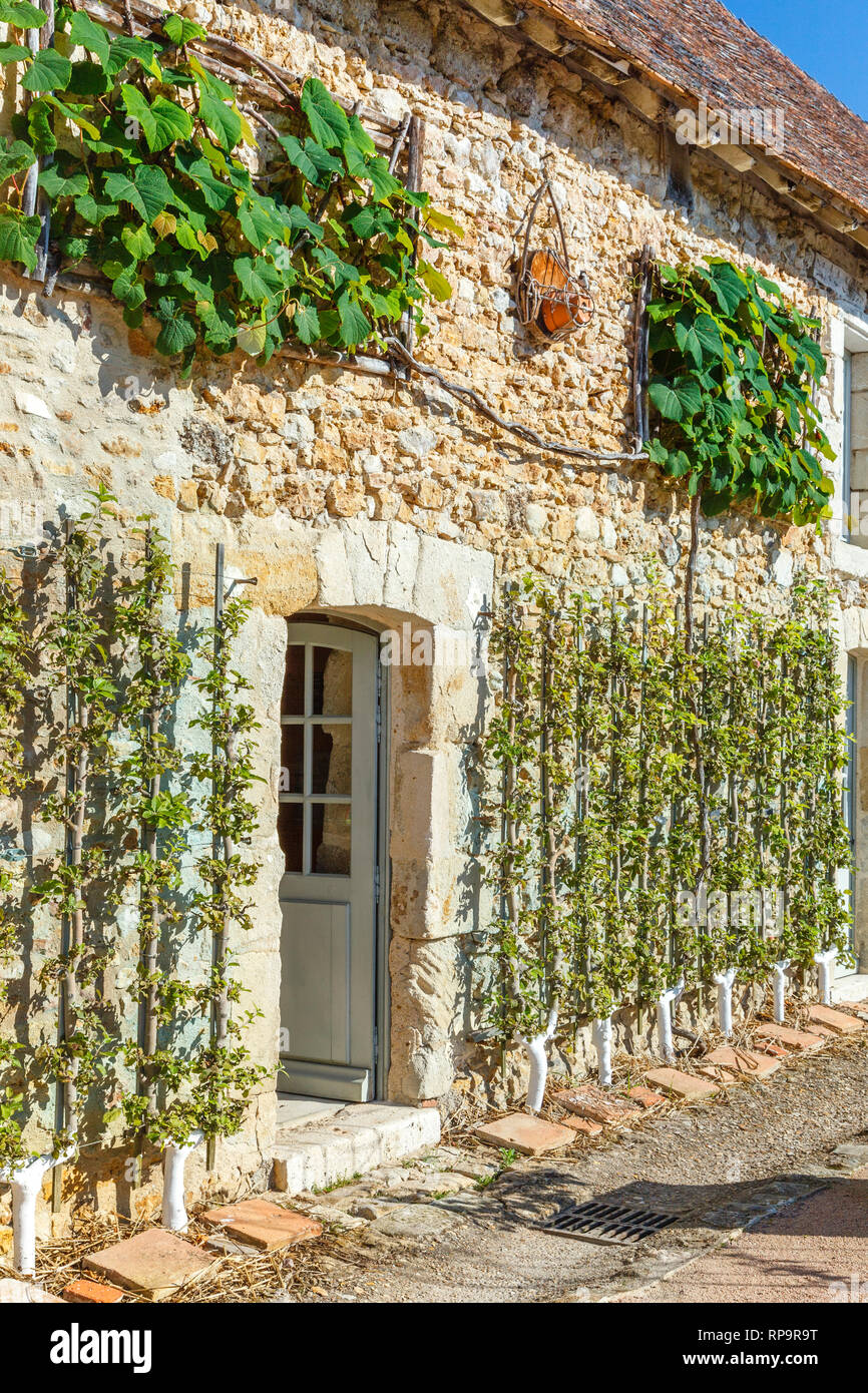Orsan priory giardino, francia : la reception edifici con contro il muro, meli in spalliera e Crimson vite gloria tagliato nel rettangolo (obl Foto Stock