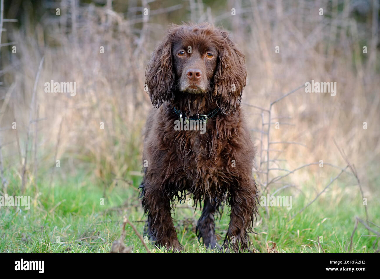 Brown lavora cocker spaniel. Foto Stock