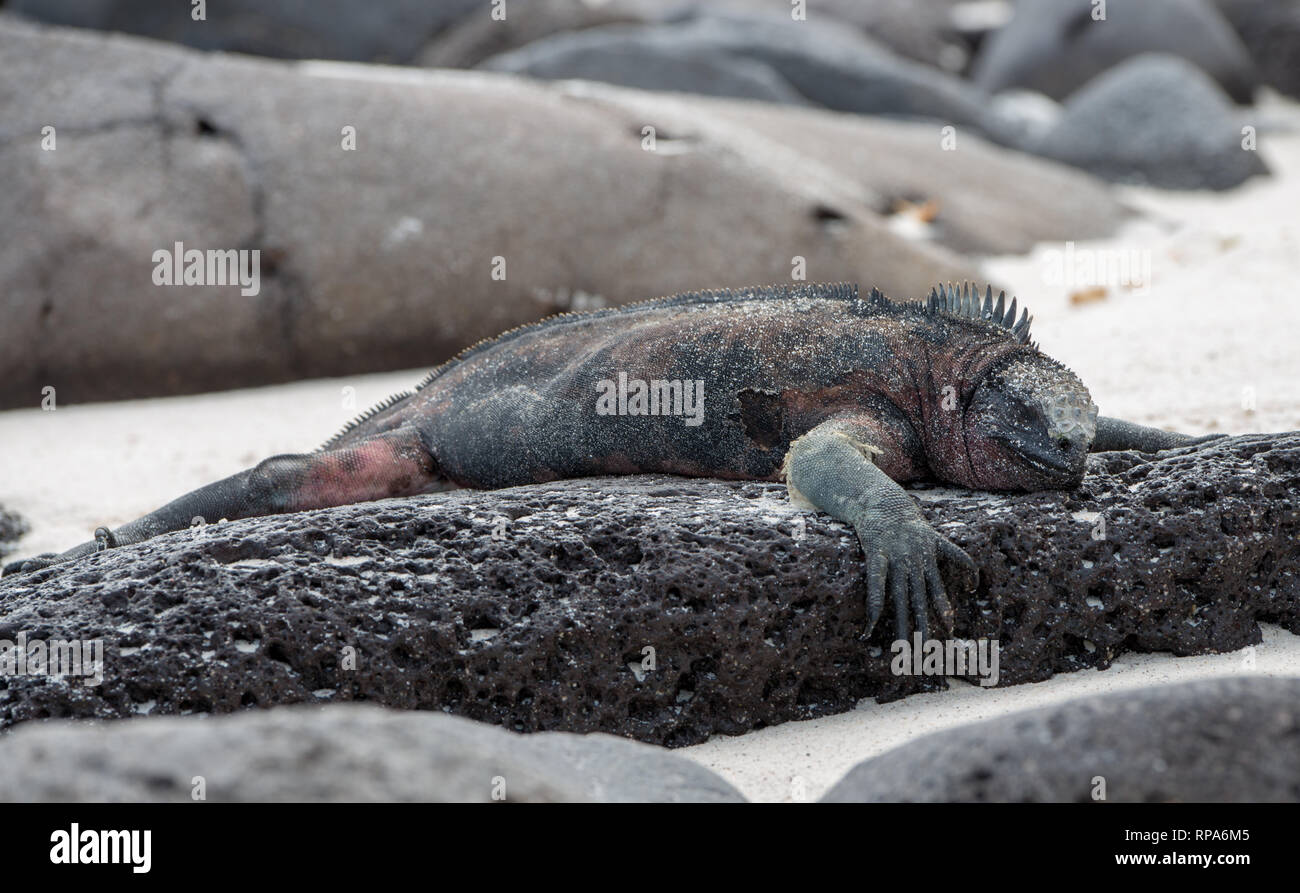 Un Iguana marina (Amblyrhynchus cristatus) in appoggio su una costa rocciosa nelle isole Galapgos Foto Stock