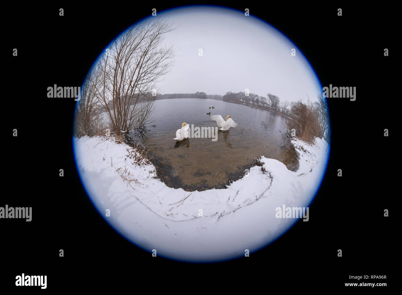 Long Island, New York, Stati Uniti d'America. Xx Febbraio 2019. Durante la nevicata, 2 cigni ali spiegate durante il nuoto a Mill Pond Park sull'Isola Lunga. 180 grado Vista fisheye di Nassau County parco pubblico. Credito: Ann e Parry/Alamy Live News Foto Stock