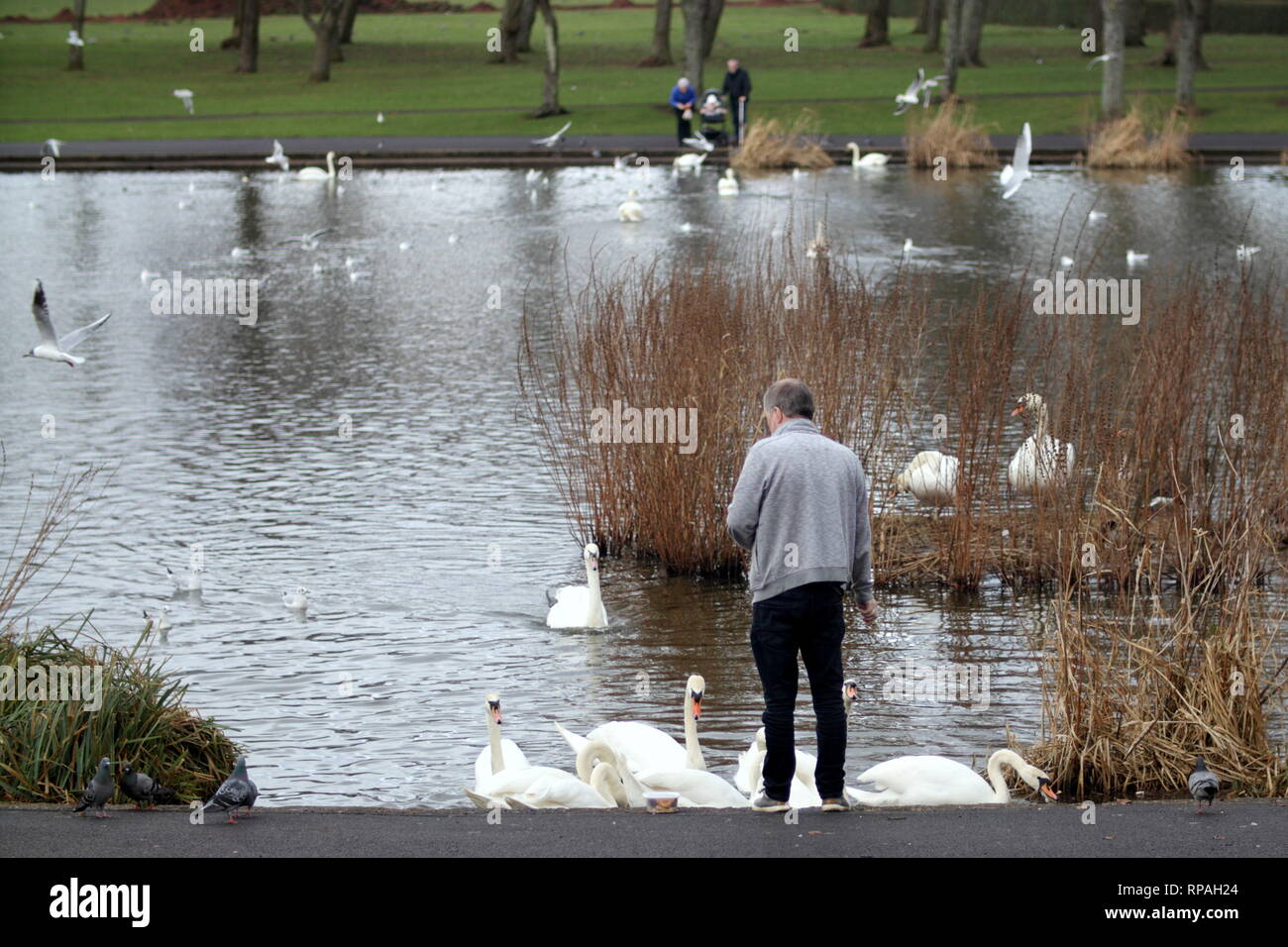 Glasgow, Scotland, Regno Unito 21st, febbraio 2019 UK Meteo: primavera meteo e temperature miti fa risaltare l'uccello alimentatori all'infestazione alato nel parco Knightswood. Credito traghetto Gerard/Alamy Live News Foto Stock