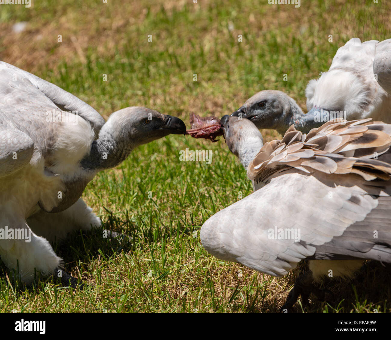Cape avvoltoi che competono per il cibo durante il periodo di alimentazione all'African Raptor Centre, Natal Midlands, Sud Africa. Foto Stock