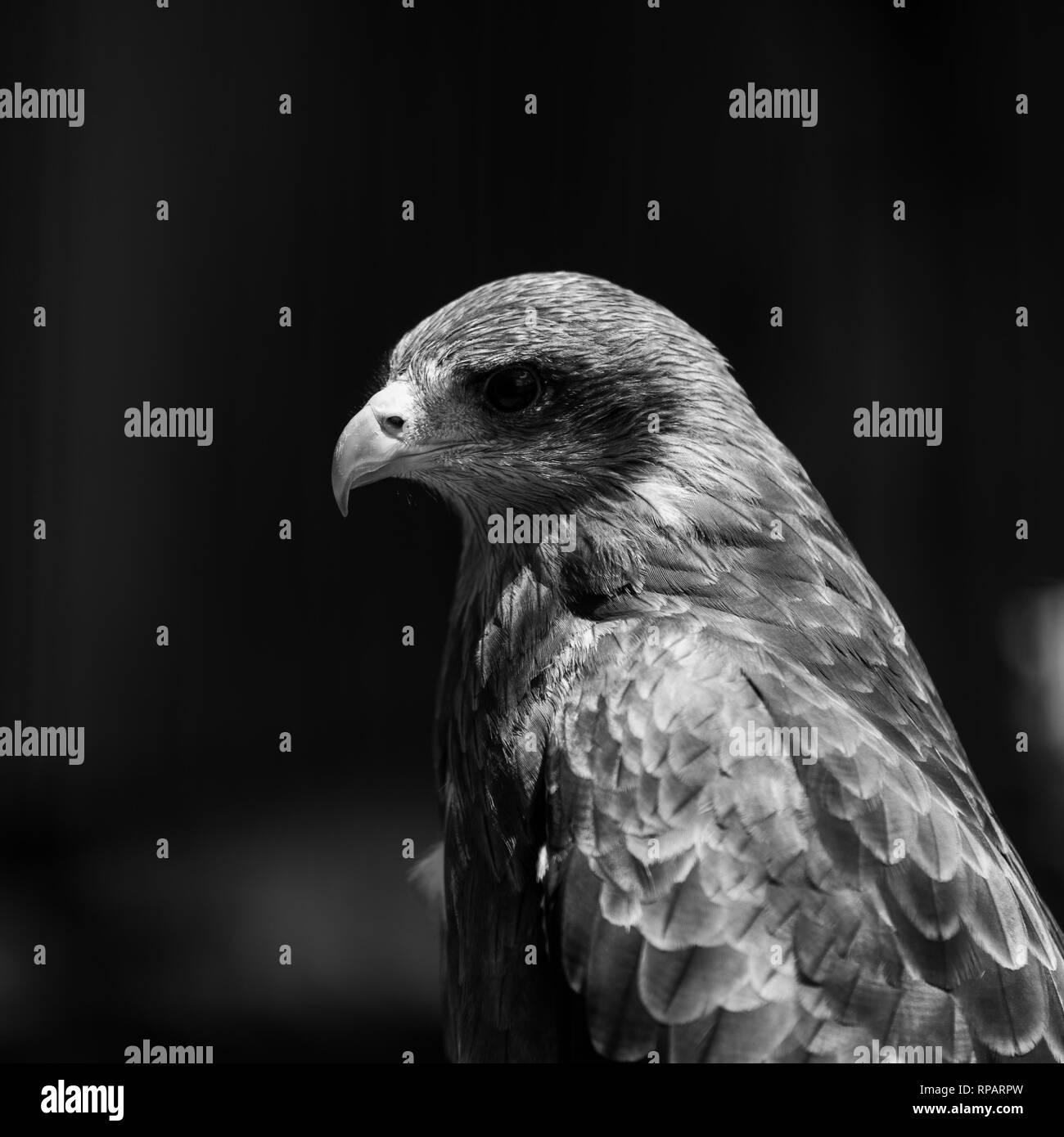 Un giallo fatturati Kite all'African Raptor Centre il santuario degli uccelli, Natal Midlands, Sud Africa. Foto Stock