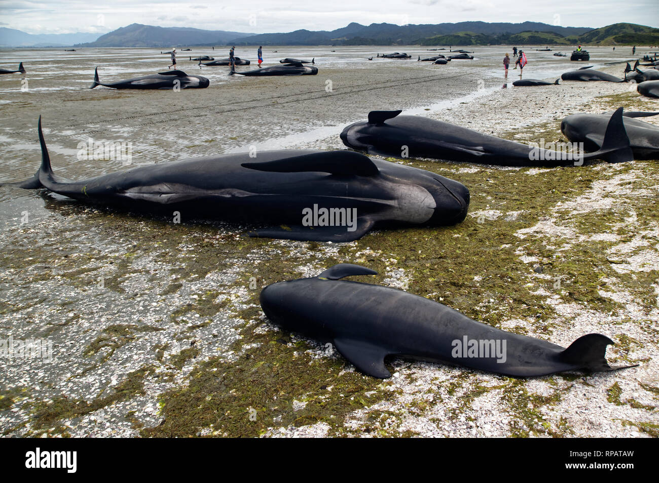 Morto Balene Pilota durante una balena la cordatura a Farewell Spit nell'Isola Sud della Nuova Zelanda Foto Stock