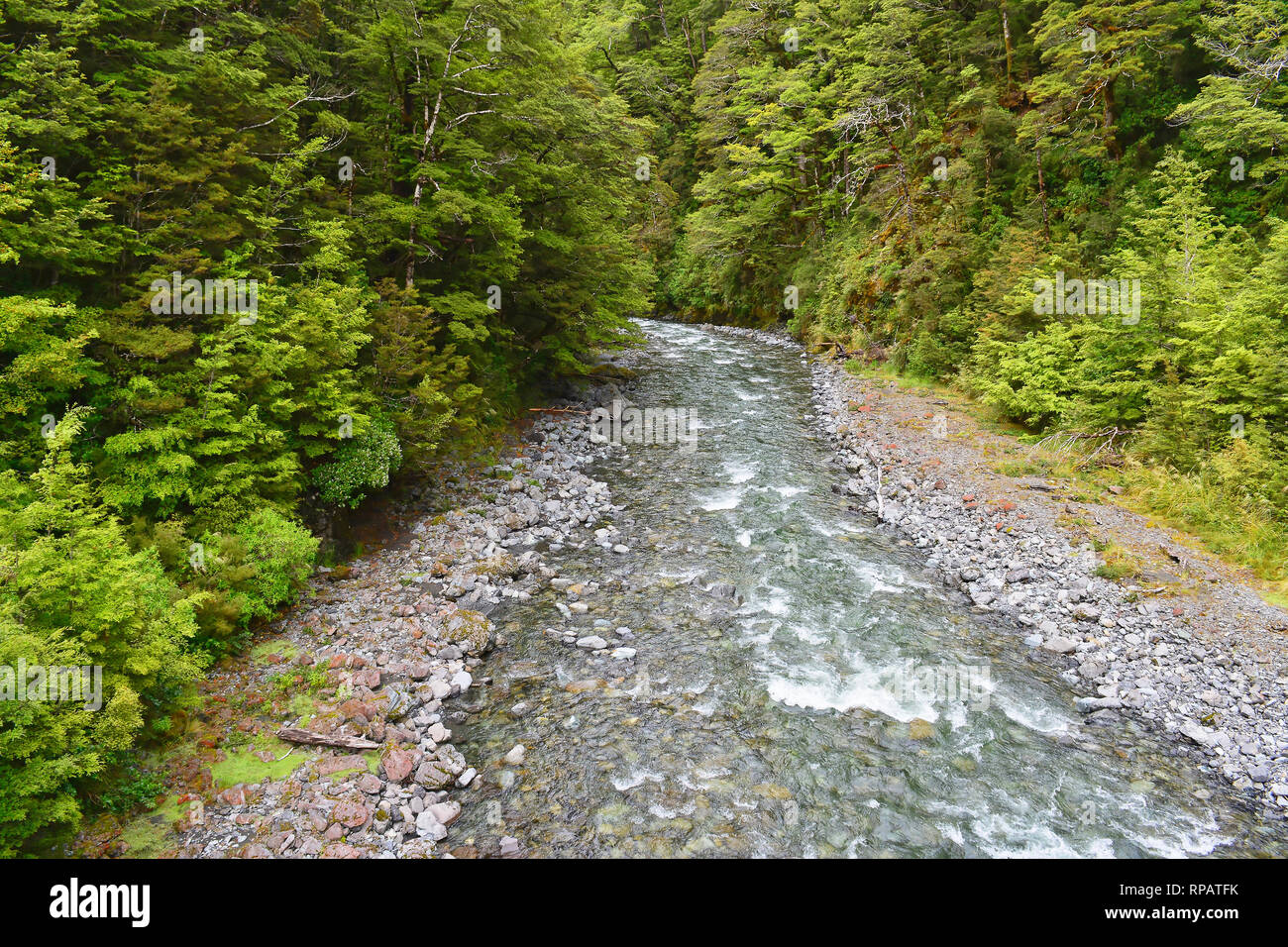 Un dolce che scorre il fiume scorre attraverso la foresta nativa in Nuova Zelanda Foto Stock