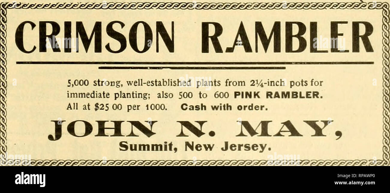 . Il fiorista americana : un giornale settimanale per il commercio. Floricoltura; fioristi. Per rtoz. Per 100 Paul Neyron "3.00 J25.00 orgoglio di Waltham 30) 25.00 Prairie regina 2 50 20 0 1 Queen of Queens 3.00 25.00 Eugosa ... 2.50 20 00 -ilba 350 2000 Rodocanachi 3 00 Soleil D'o 300 Stella di Waltham 3 00 Tom Wood 300 ririch Brunner 3 00 Victor Verdier 3.00 Wichuraiana 2 00 S35 00 35.00 25.00 25.00 25.00 25.00 25.00 25.00 20.00 25.00 25 00 2.5.00 25.00 25 00 35.00 25.00 25.00 25.00 25.00 25 00 25.00 2.5.00 25.00 25.00 25.00 25.00 25.00 35.00 25.00 25.00 2500 26 00 25 00 25,00 25,00 25 00 25 00 25 00 25.03 Foto Stock