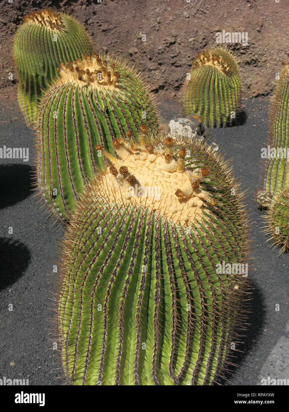 Close up echinocactus platycanthus specie di cactus dal Messico (anche chiamato canna gigante), con le sue spine pungenti e modello matematico Foto Stock