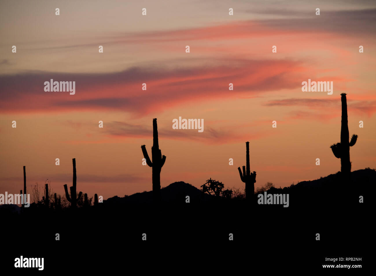 Nuvole rosa e del Saguaro Foto Stock