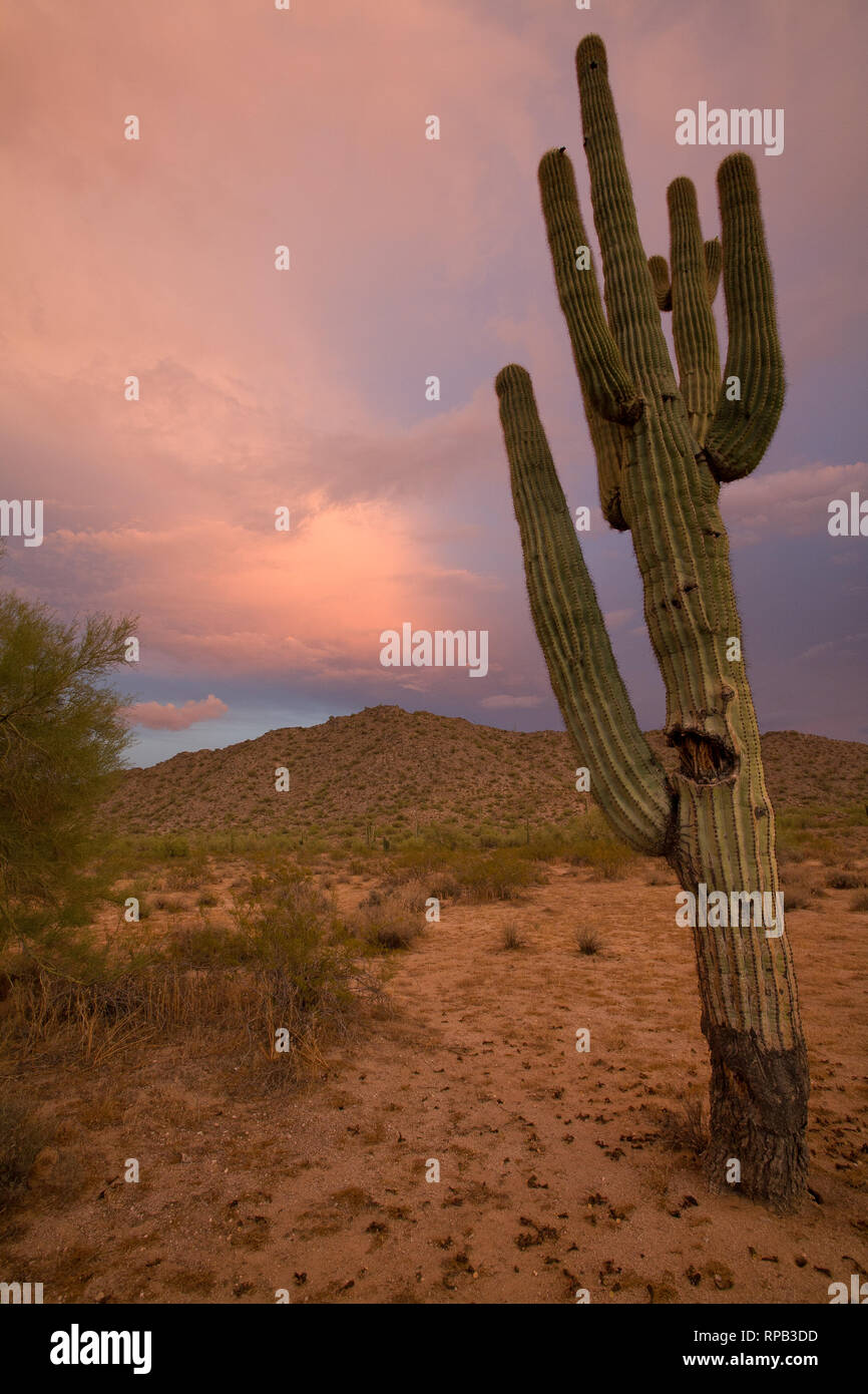 Tramonto del Saguaro Foto Stock