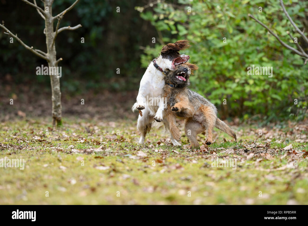 Due giovani ( 1 anno) English Springer Spaniel e Terrier cani giocare combattimenti che mostra denti e di aggressione ma in modo non nocivo. Foto Stock