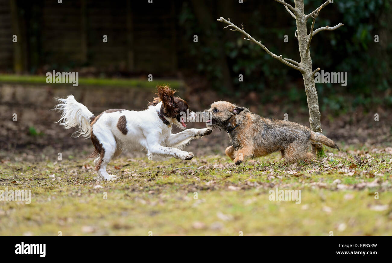 Due giovani ( 1 anno) English Springer Spaniel e Terrier cani giocare combattimenti che mostra denti e di aggressione ma in modo non nocivo. Foto Stock