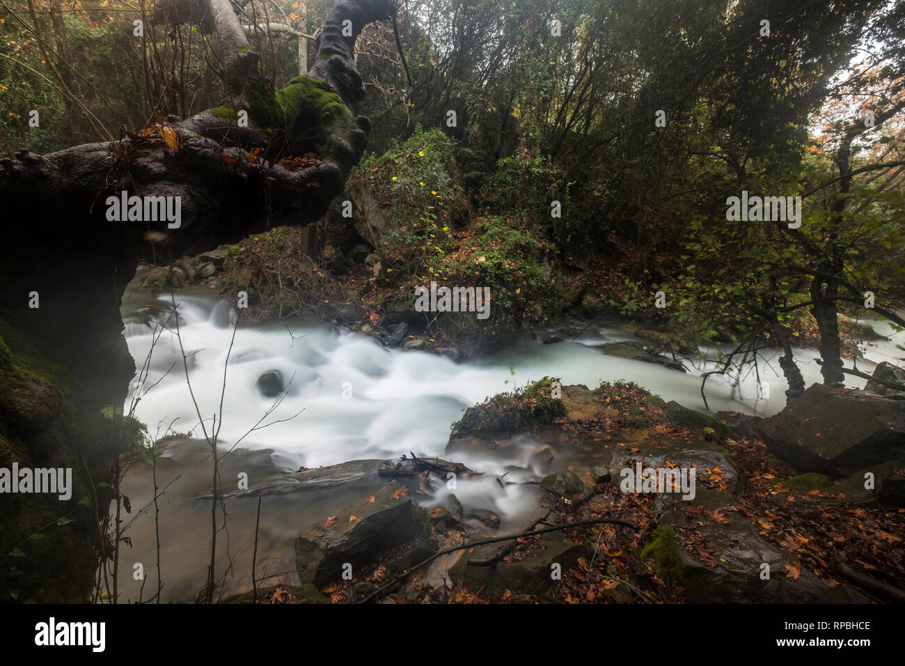 Hermon fiume riserva naturale, Israele Foto Stock