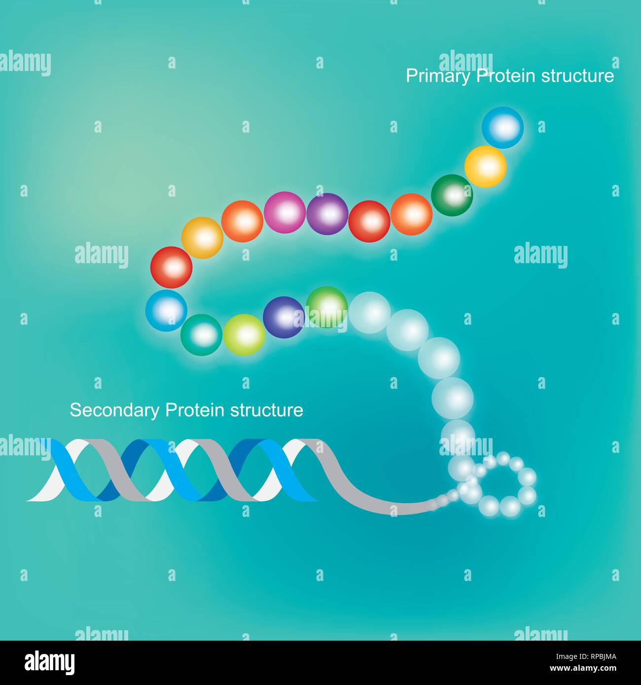 Struttura proteica. Una infografica illustrazione. Illustrazione Vettoriale